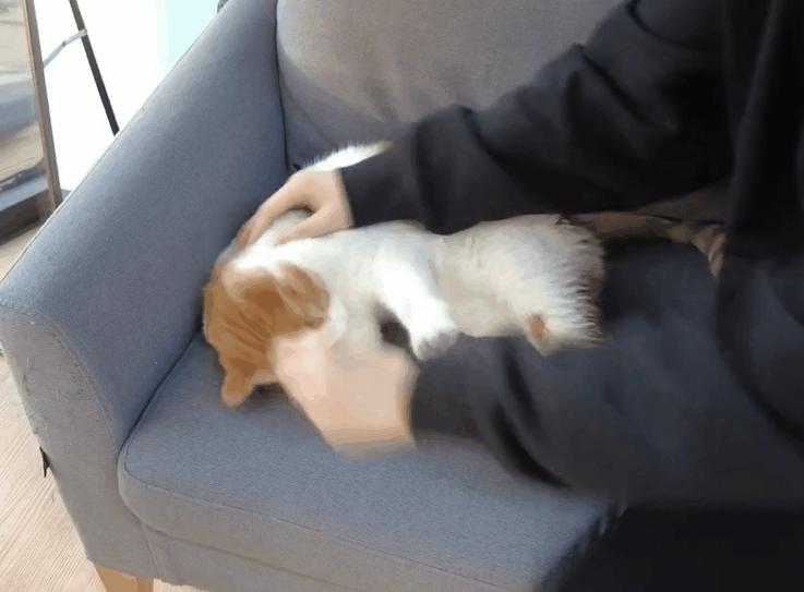 猫咪去宠物店洗完澡过敏,猫咪去宠物店洗澡引起应激反应