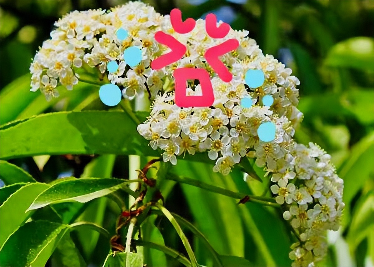 石楠花的气息是怎样的,解读石楠花