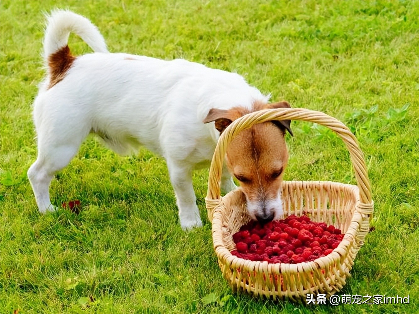 狗吃了不能消化的东西怎么办,狗吃了不该吃的没精神呕吐怎么办