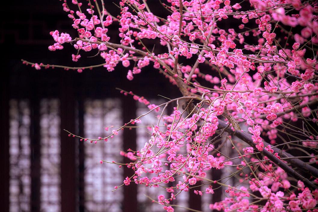 苏州旅游十大赏花景点,苏州赏花最佳景区排名