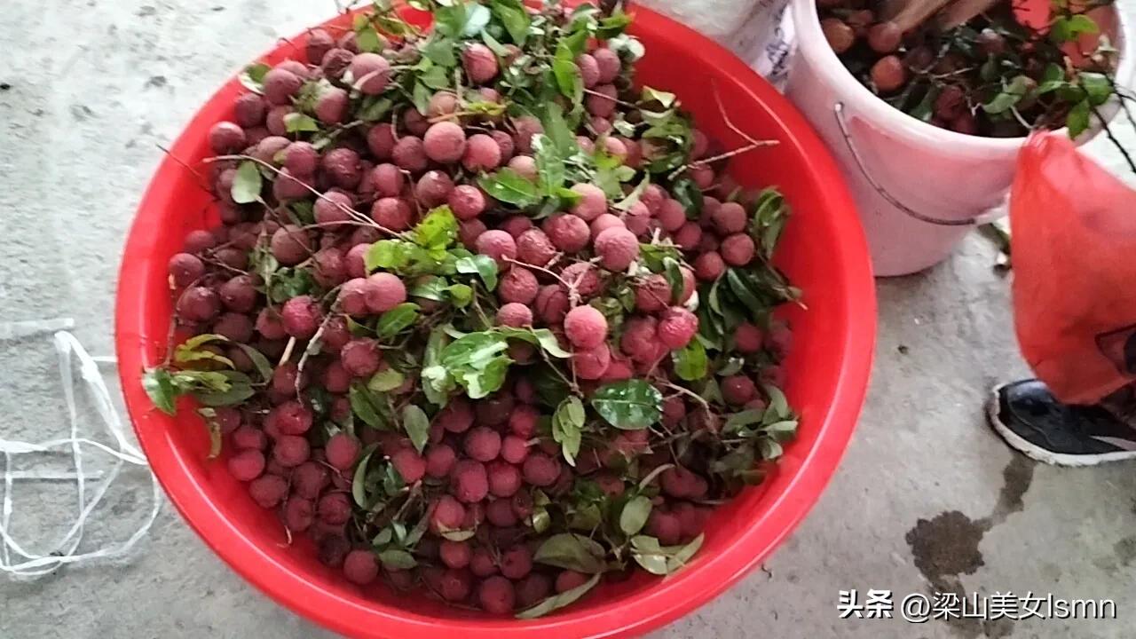 广西水果全国第一原因,广西全国第一的水果