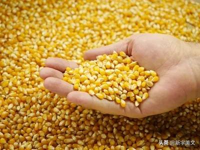 中国最优质的玉米,优质粮食玉米