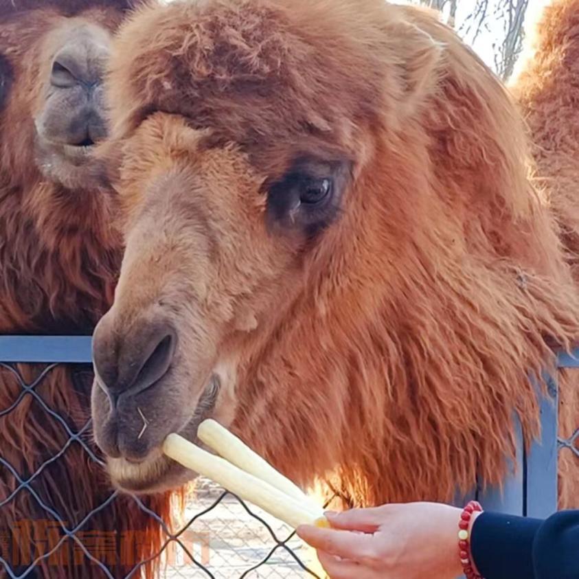 沈阳赏花公园推荐,沈阳附近杏花风景