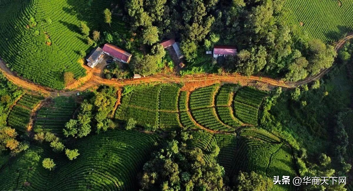 信阳毛尖事件央视,信阳毛尖事件头条