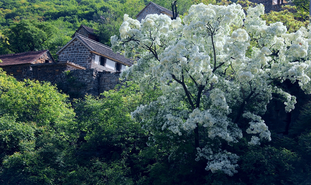 石大沟流苏,大石沟流苏花
