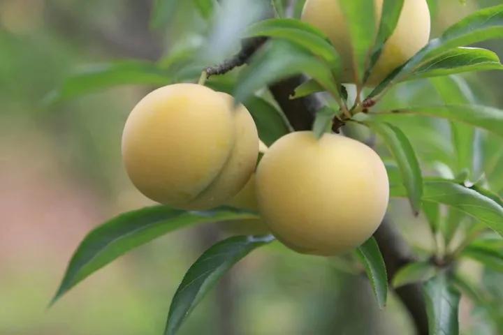 农民山区种植创业致富,农村小伙回乡创业种果树