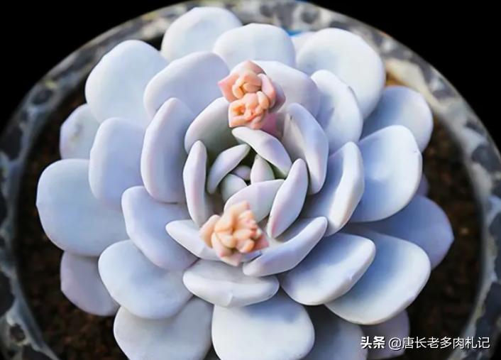 多肉雪莲如雪,多肉雪莲能去头吗