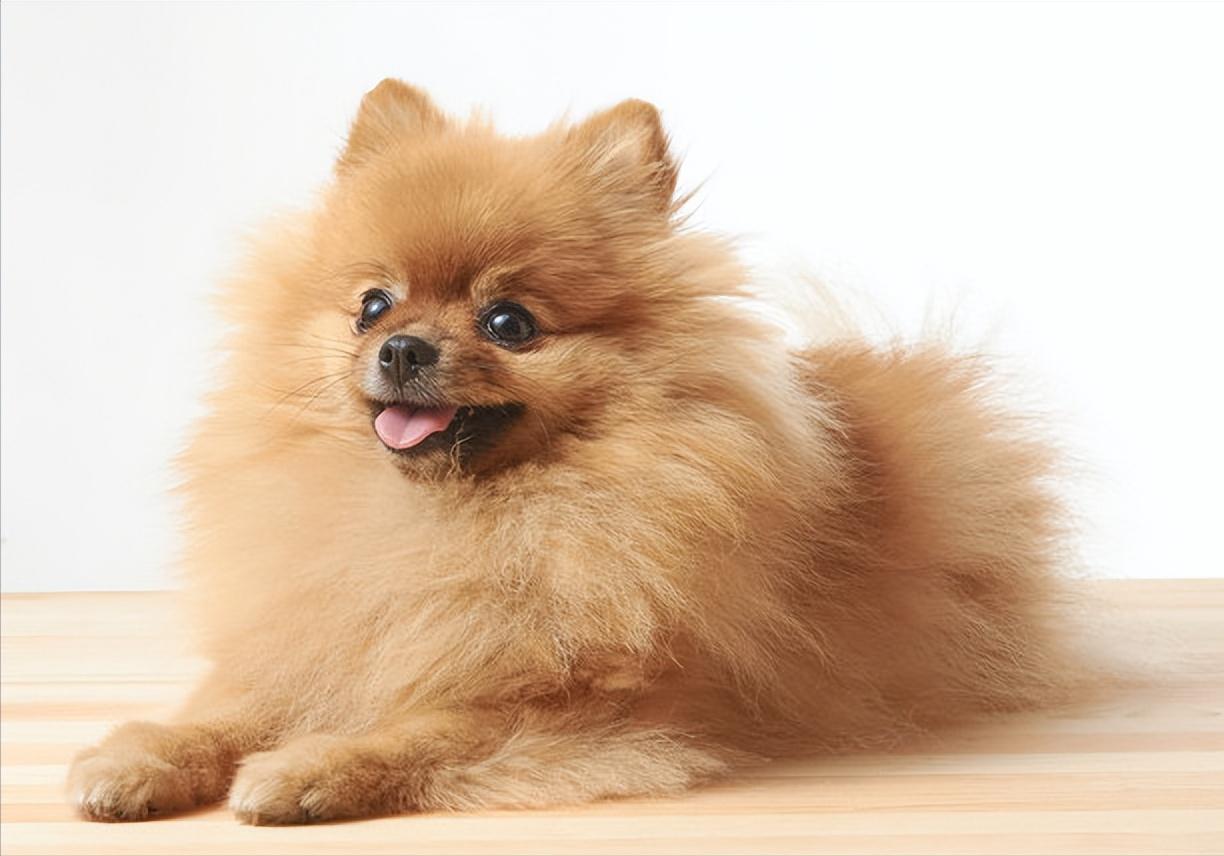 新手养狗适合养什么,建议穷人养的10种便宜狗