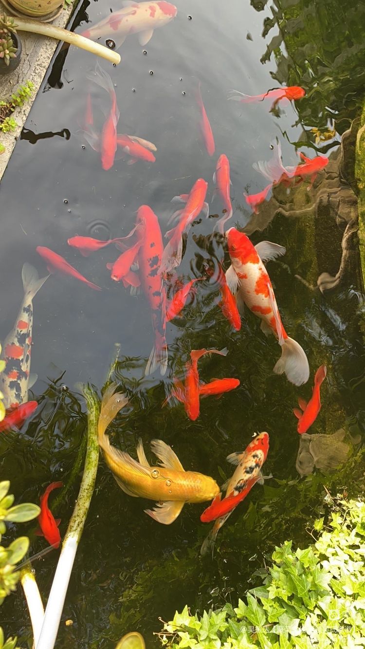 绿色是生命中的最美色彩