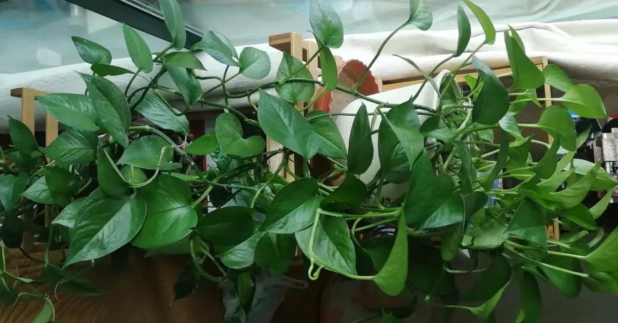 养了一年的绿萝长得很旺怎么弄,绿萝放什么才会长得茂盛