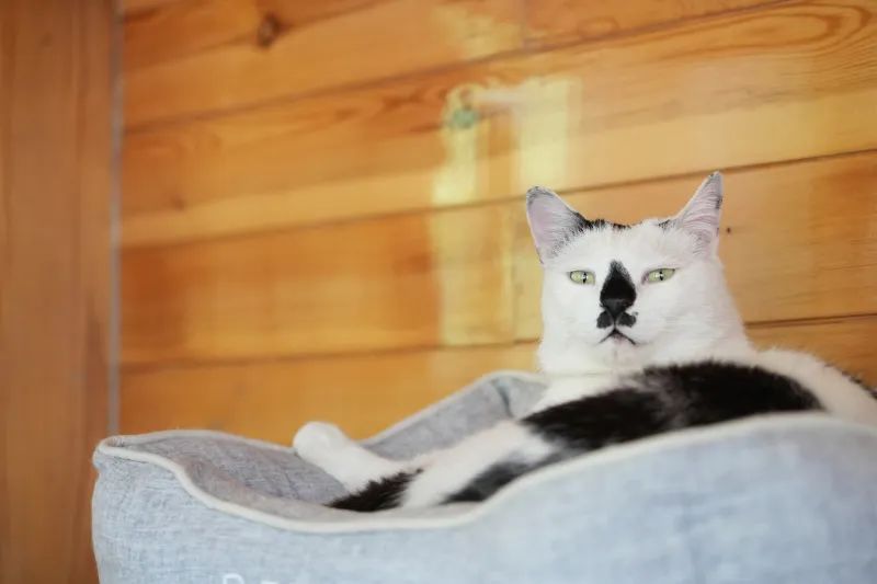 让小猫咪来治愈你,小猫咪可以治愈一切不开心的事情