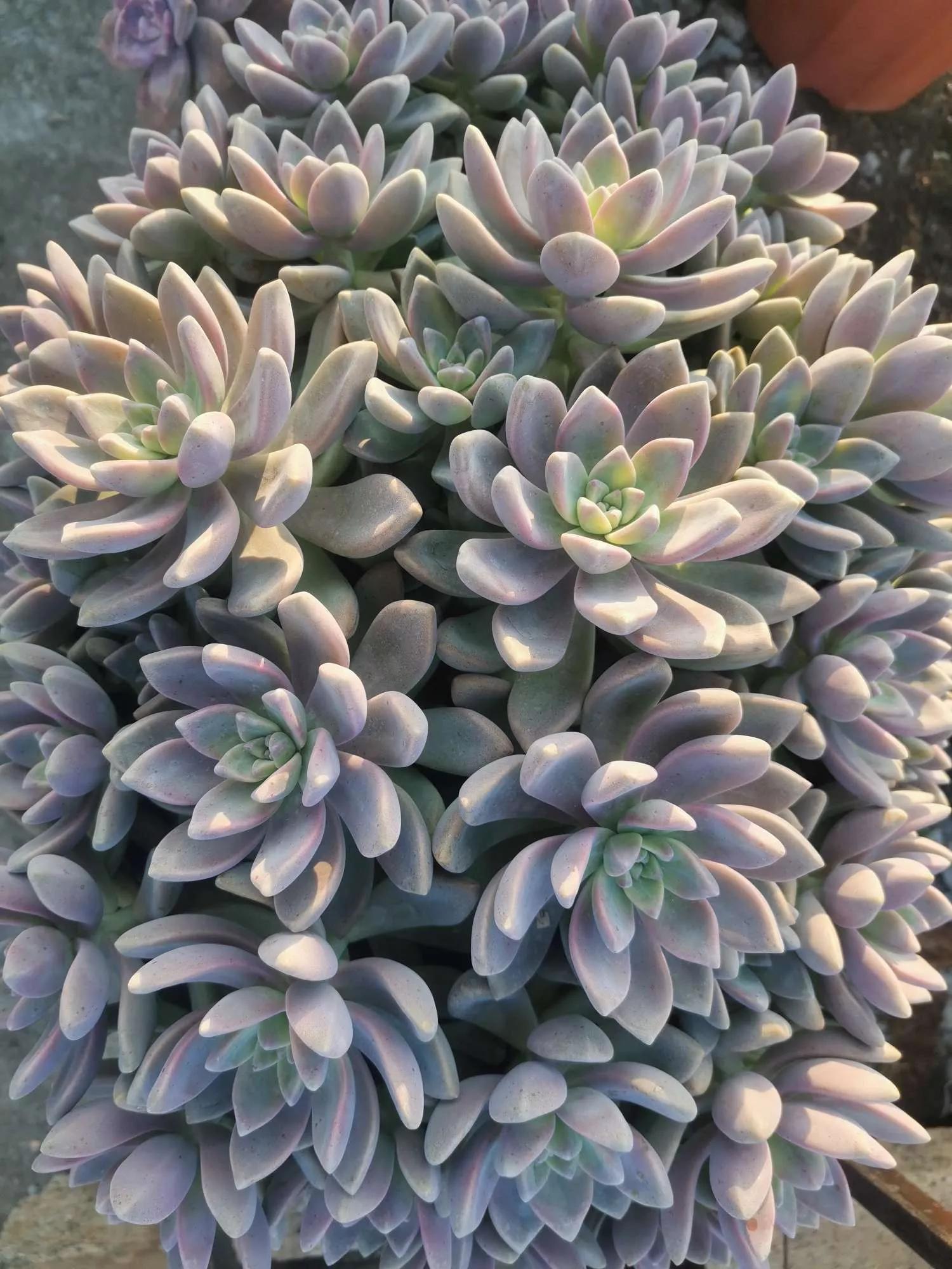 认识各种花卉名称,认识各种花的名字