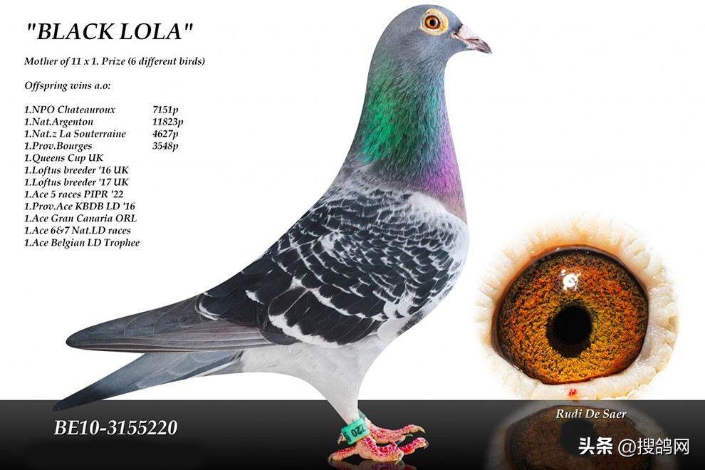 鲁迪狄萨尔信鸽,鲁迪狄萨尔鸽系的特点