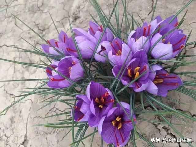 藏红花最便宜多少钱,藏红花最便宜