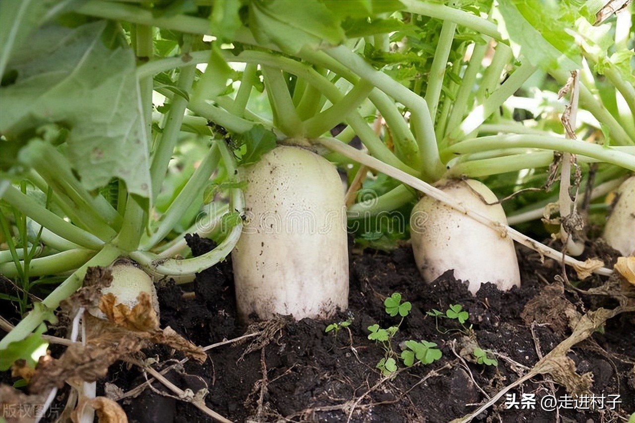 白萝卜最简单的病虫害防治方法,小圆白萝卜种植方法全过程