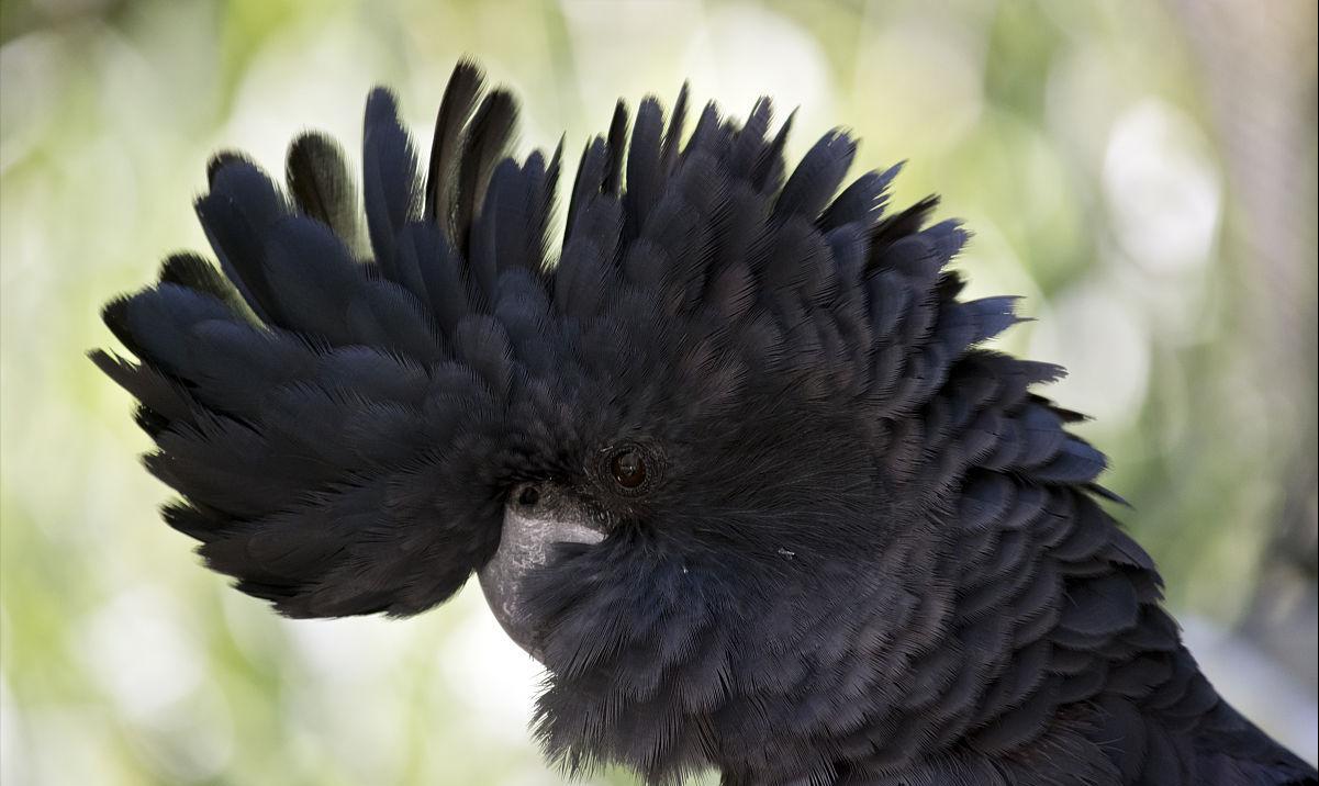 澳大利亚鹦鹉泛滥成灾,澳大利亚的鹦鹉泛滥