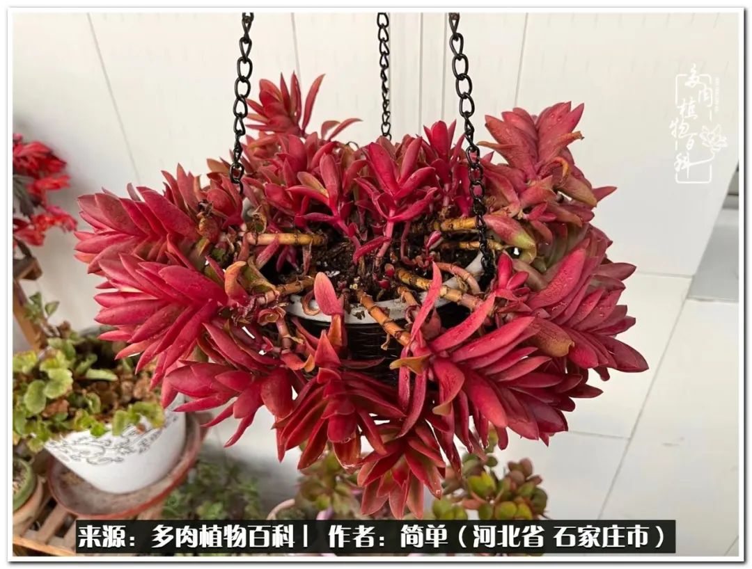 自从养了多肉以后视频,养多肉治愈生活中的疲惫和琐碎