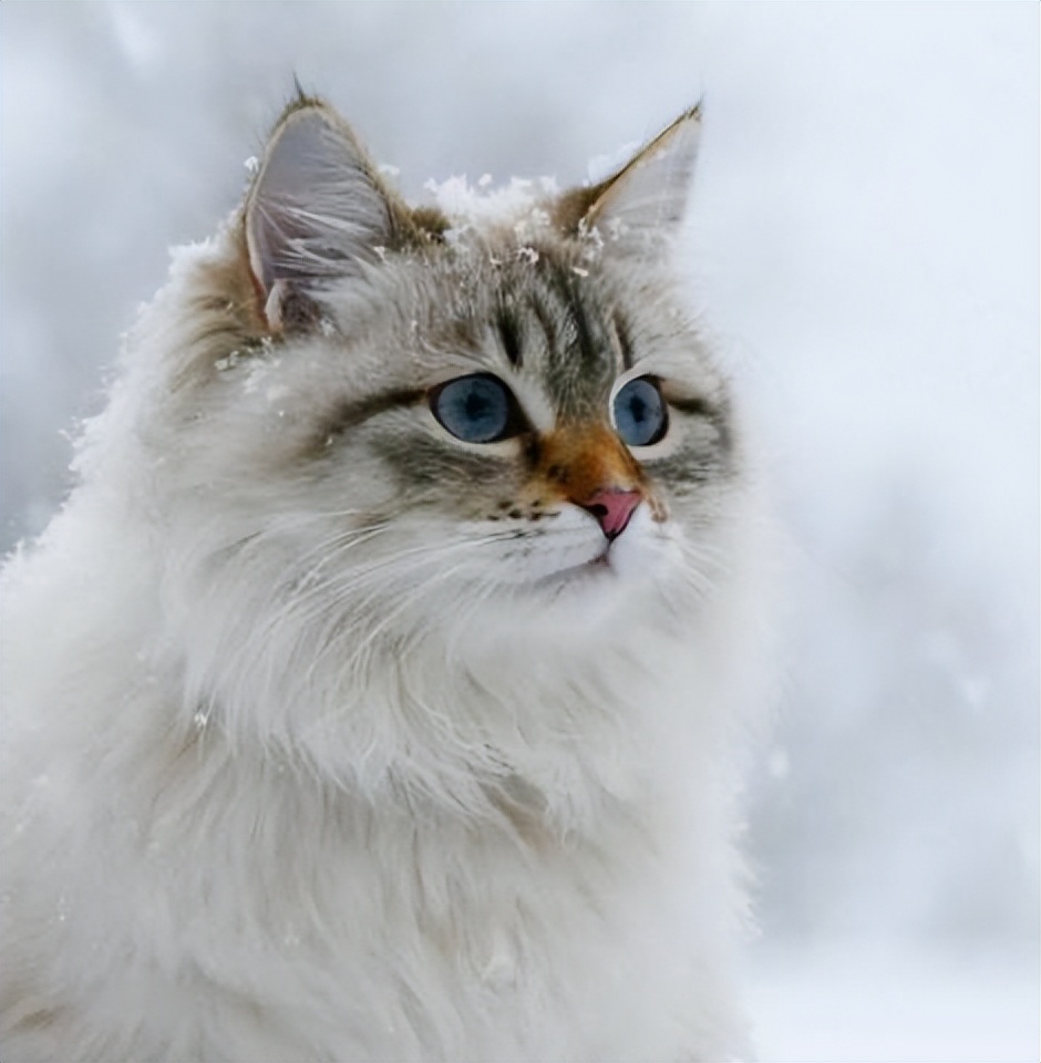 西伯利亚森林猫和挪威猫的区别,俄罗斯猫西伯利亚猫