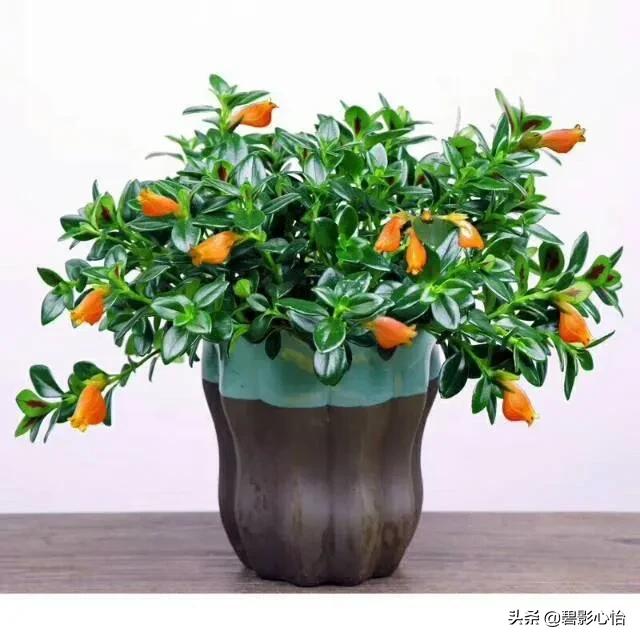 金鱼吊兰小金鱼,金鱼吊兰的生活习性和养护方法