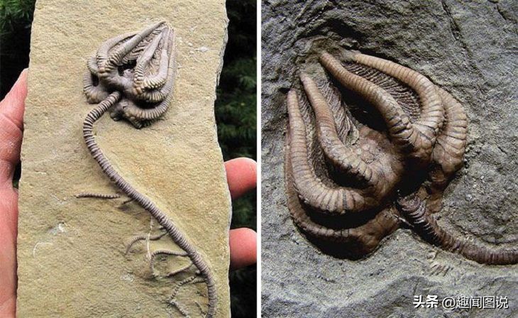 风靡美国的柠檬杯胸罩，印度*队军**的大象战机，36张图看世界