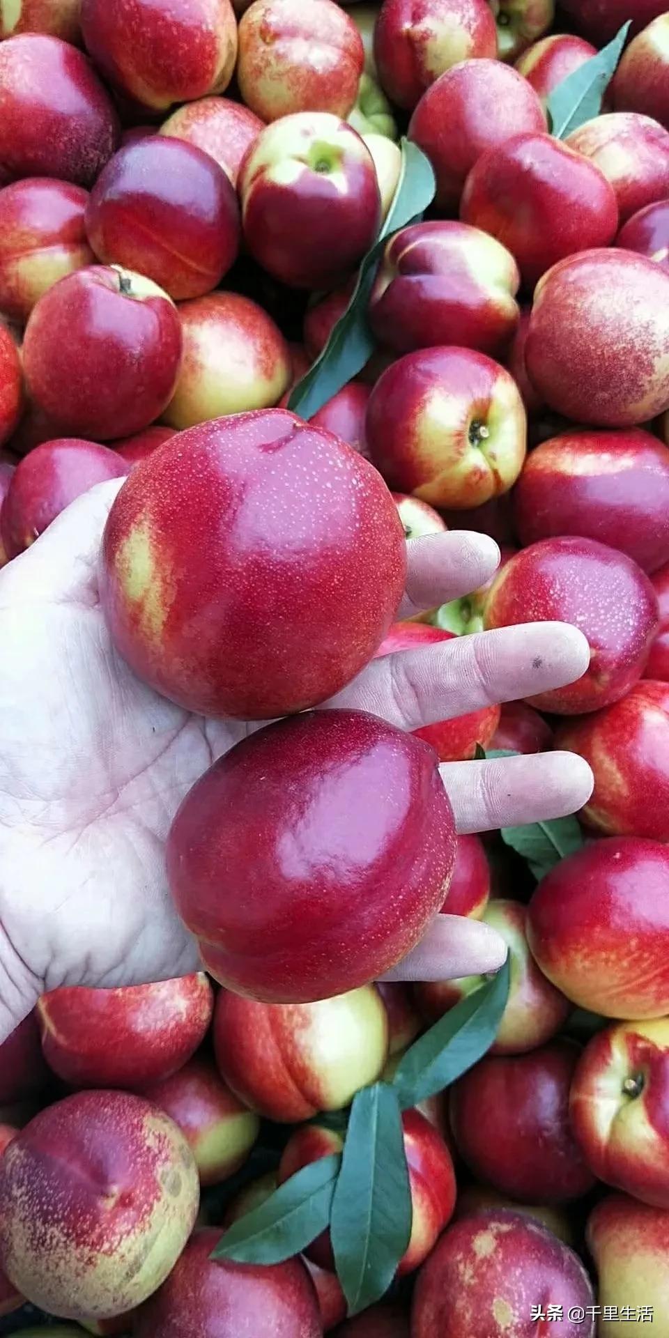 现摘正宗山东蒙阴脆甜黄油桃,山东蒙阴蜜桃之乡的桃子上市啦