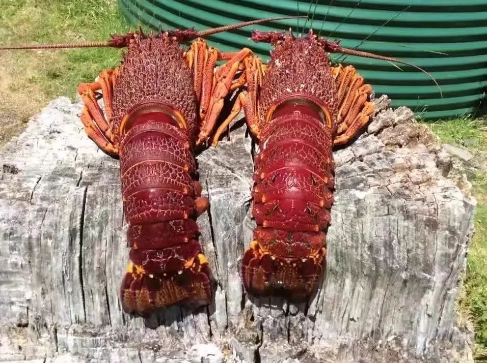 中产卖房移民做电工,北京人卖掉房子移民