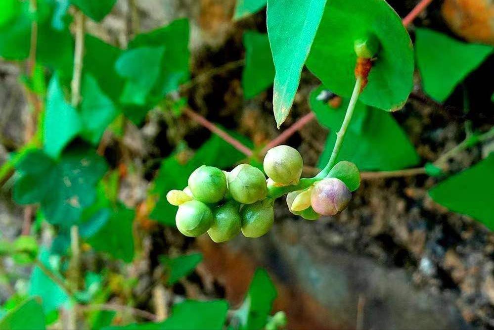 家前屋后栽蛇草真的能驱蛇吗,门前种什么草蛇会怕