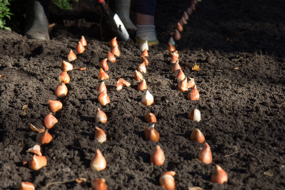 郁金香泡沫对于荷兰有何影响,荷兰郁金香泡沫最大的赢家是谁