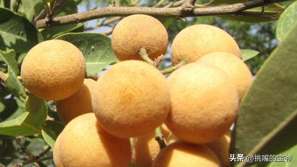 人口与北京相当，面积与*藏西**接近的尼日尔，有什么饥荒水果