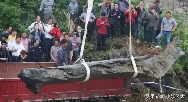 四川今年挖出乌木视频,四川梓潼挖出13米长千年乌木