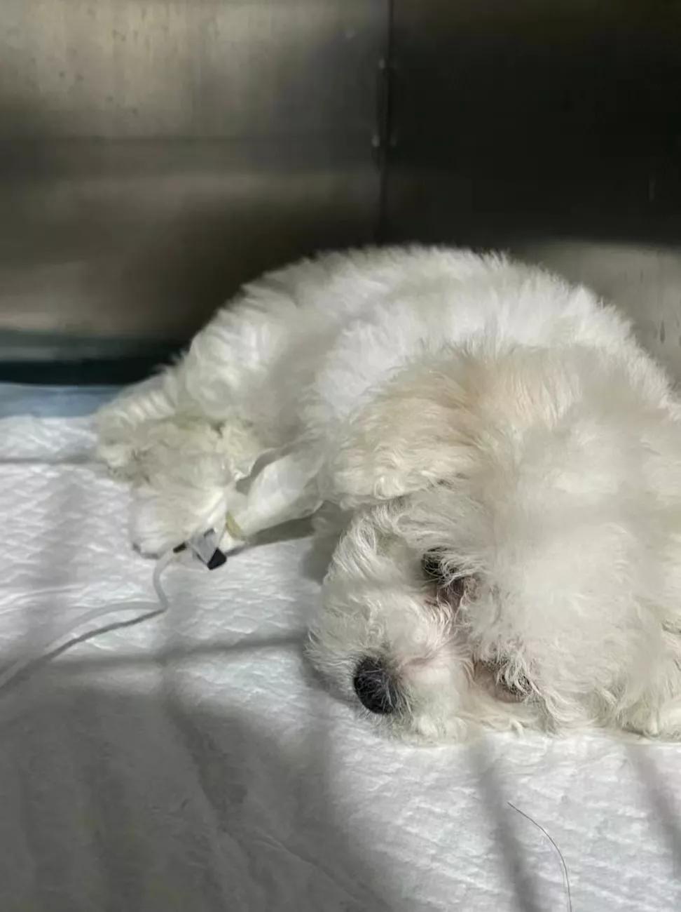 比熊消化不良怎么处理,比熊消化不好怎么调理