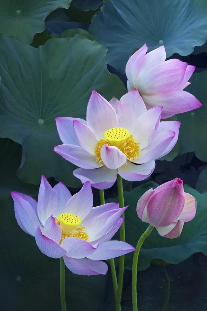 莲花图片大全唯美禅意心境,唯美莲花意境图片静心