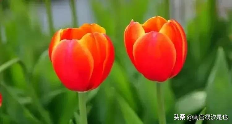 兰陵美酒郁金香的郁金,兰陵美酒郁金香郁金什么意思