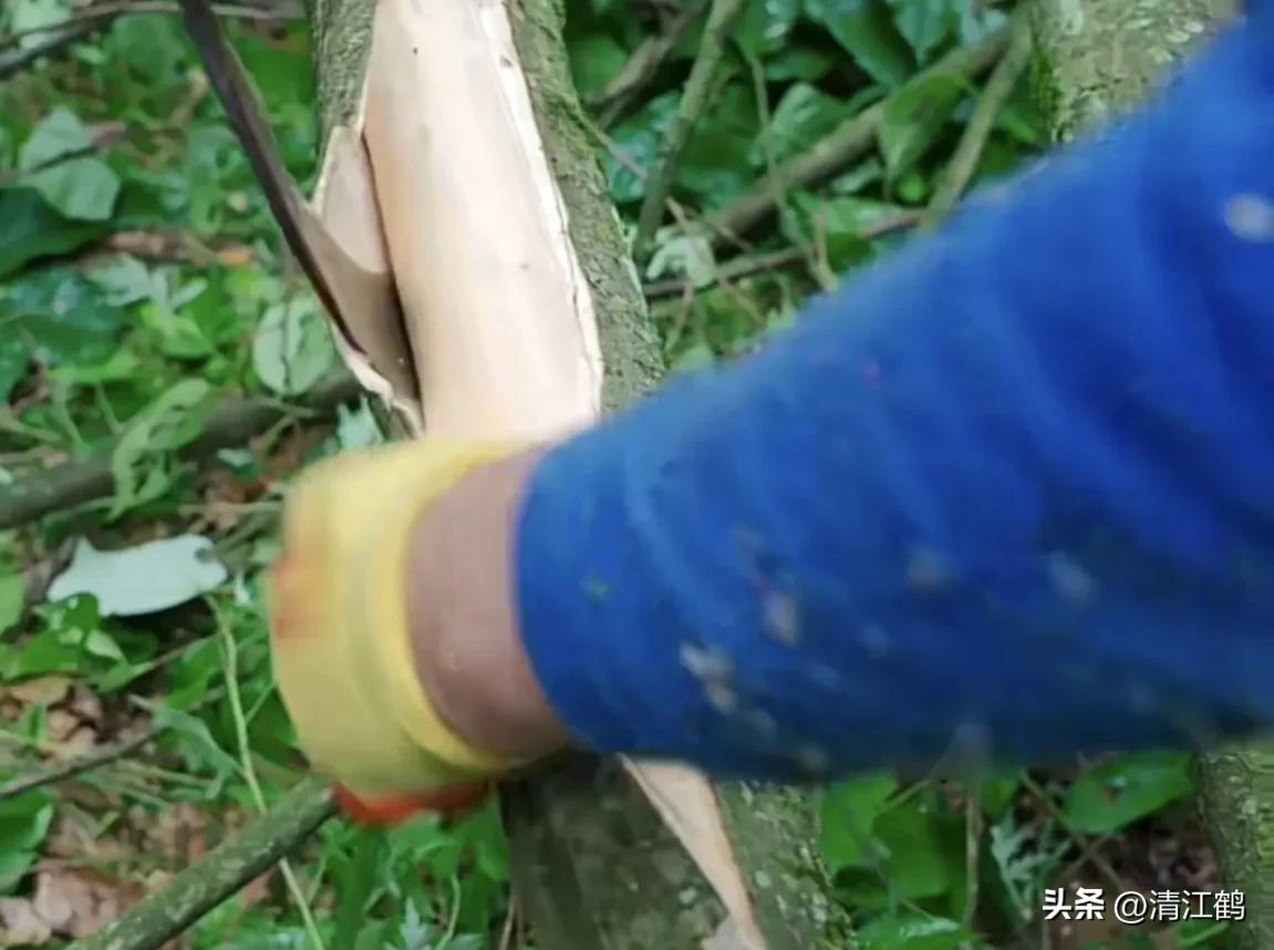 发财树“三木”药材再生环剥有“讲究”,5个细节要“避坑”