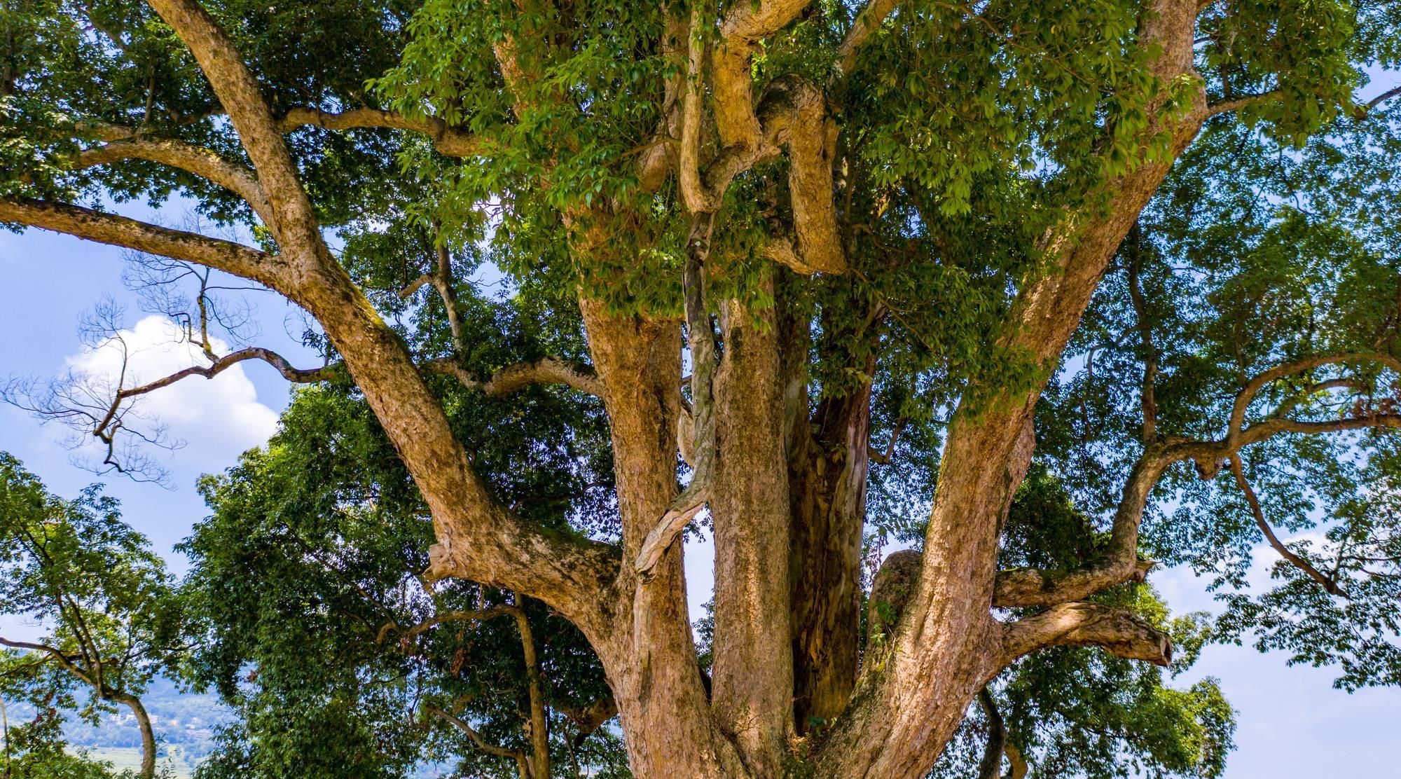 贵州发现50米高的千年金丝楠木,贵州有一棵金丝楠木价值十亿