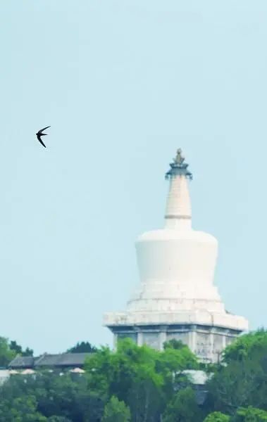 鐧鹃笩楦ｆ槬楂樻竻鍥剧墖,鐧鹃笩楦ｆ槬椋庢櫙瑙嗛