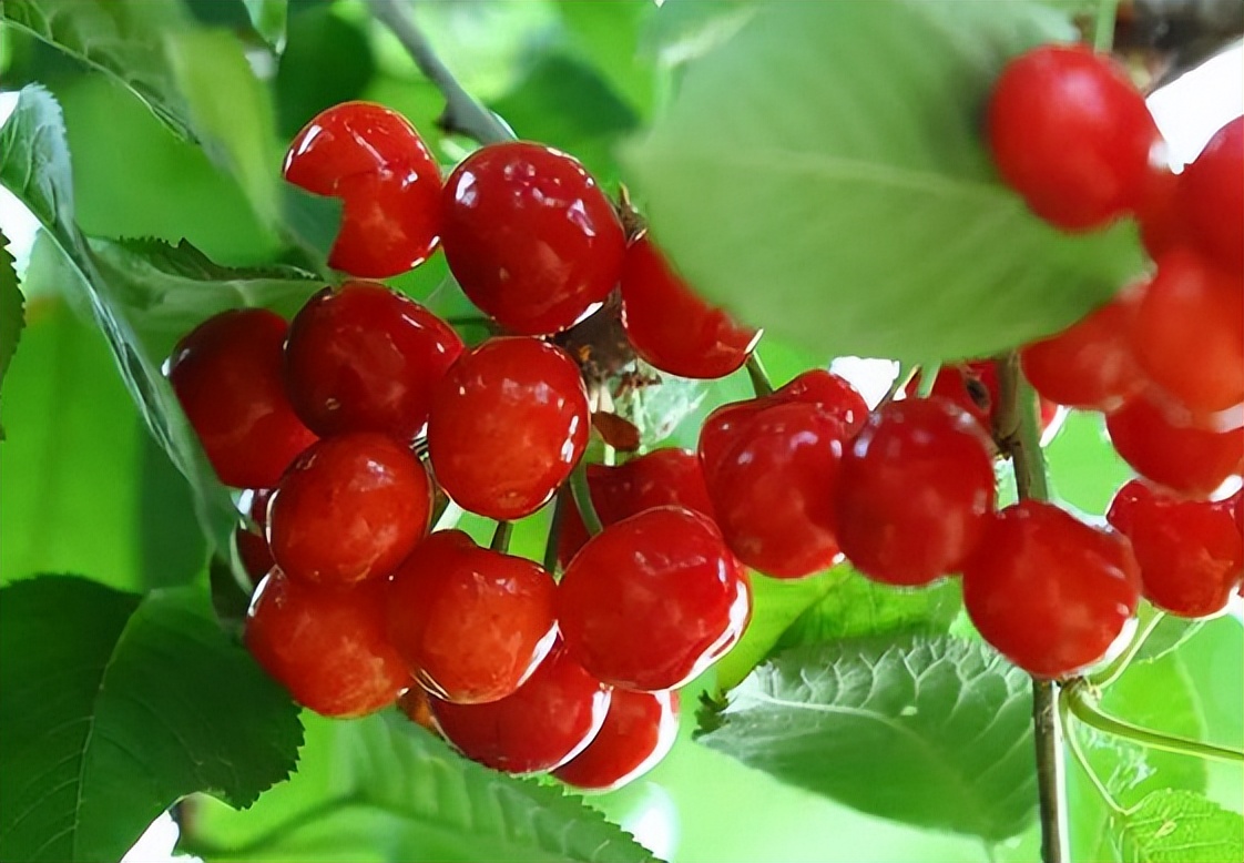 樱桃果实软腐是怎么回事?如何预防?