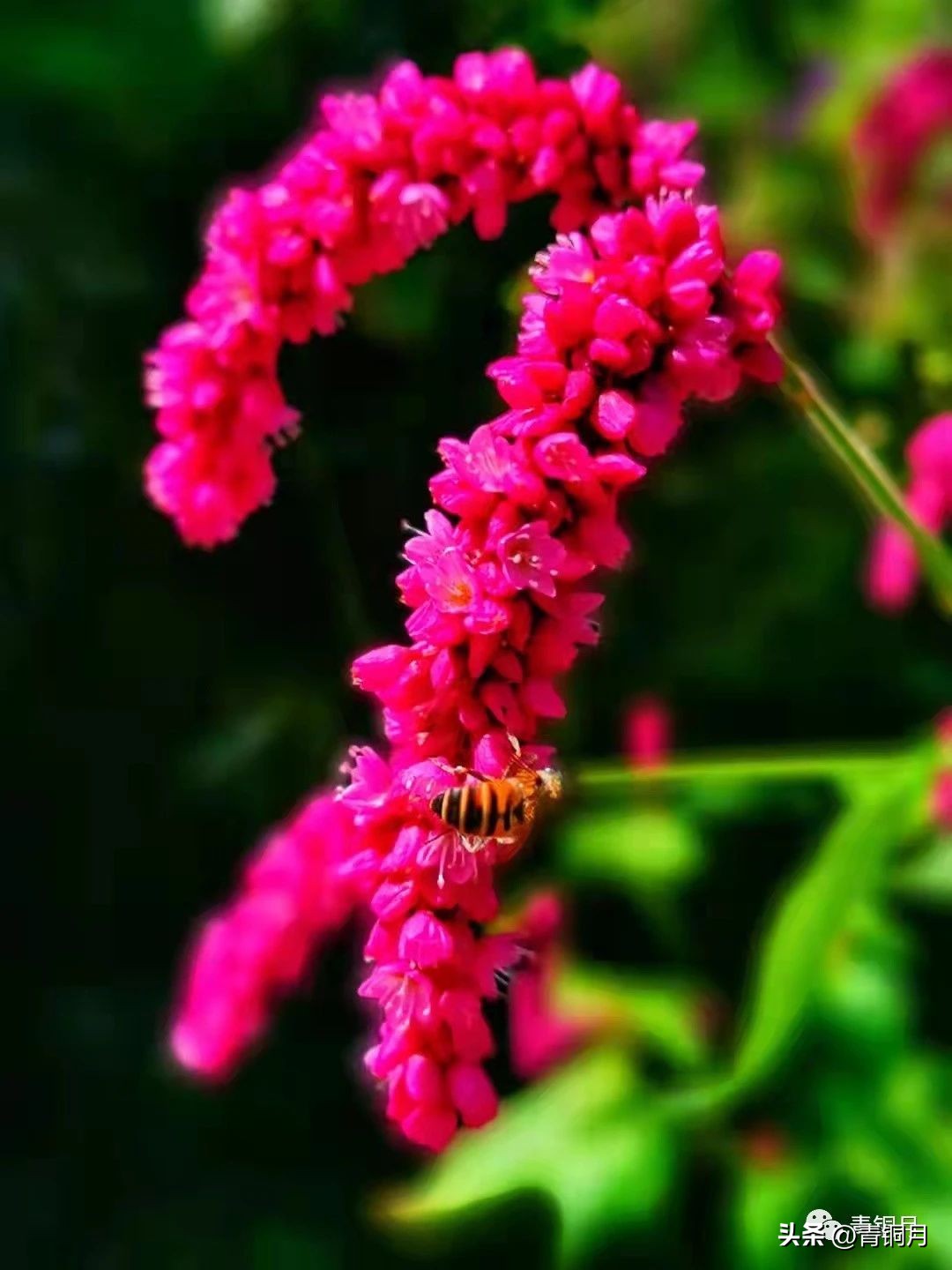 诗词第4册第1课：郁东《我为祖国编一本词典》10万+课程老师讲义