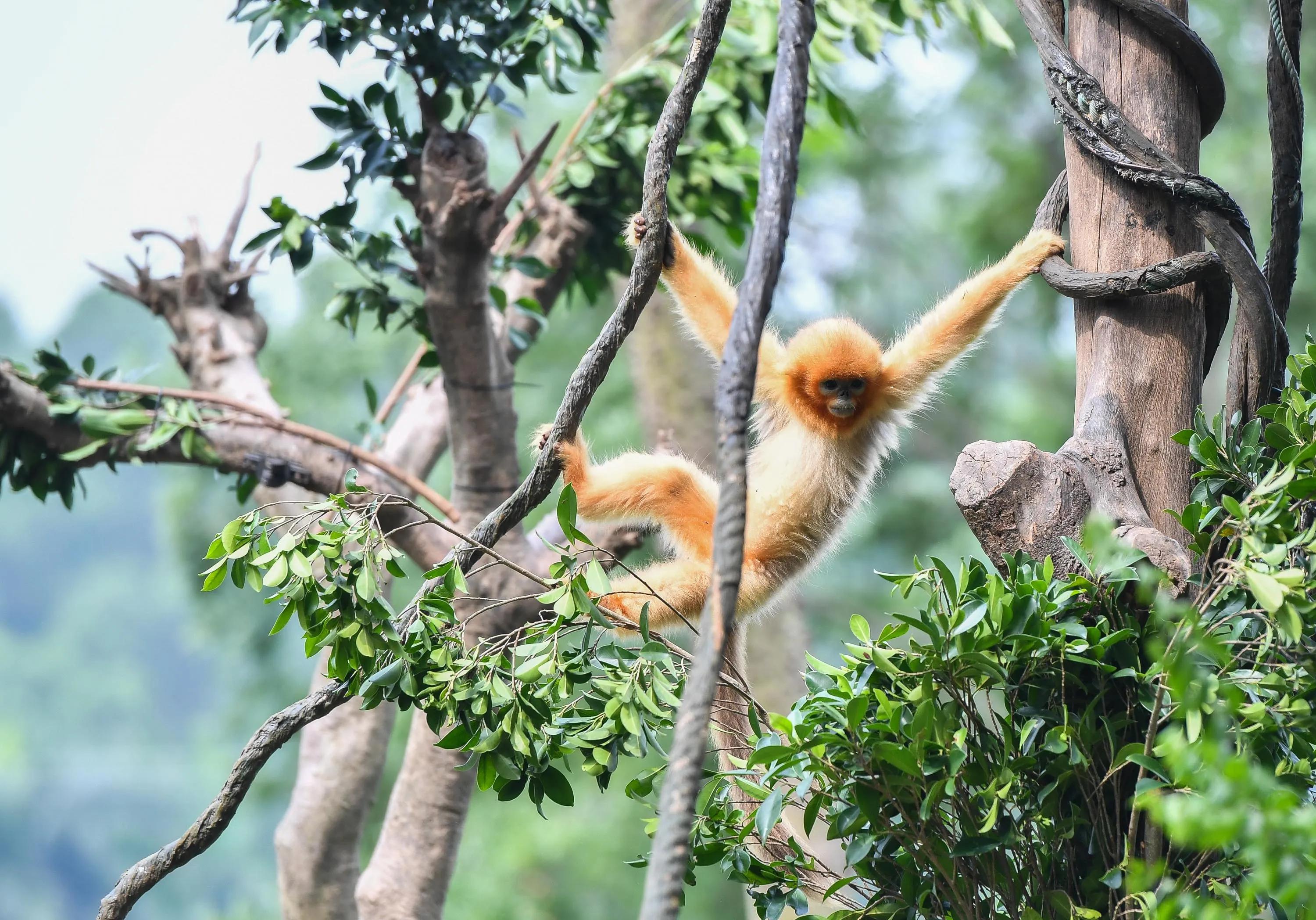 广州长隆野生动物园全部动物,广州长隆野生动物园所有动物介绍