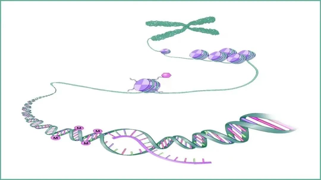 高速基因组测序,基因测序高性能计算方法