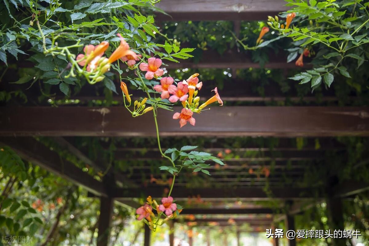 夏日里盛开的凌霄花,绚烂开放的凌霄花
