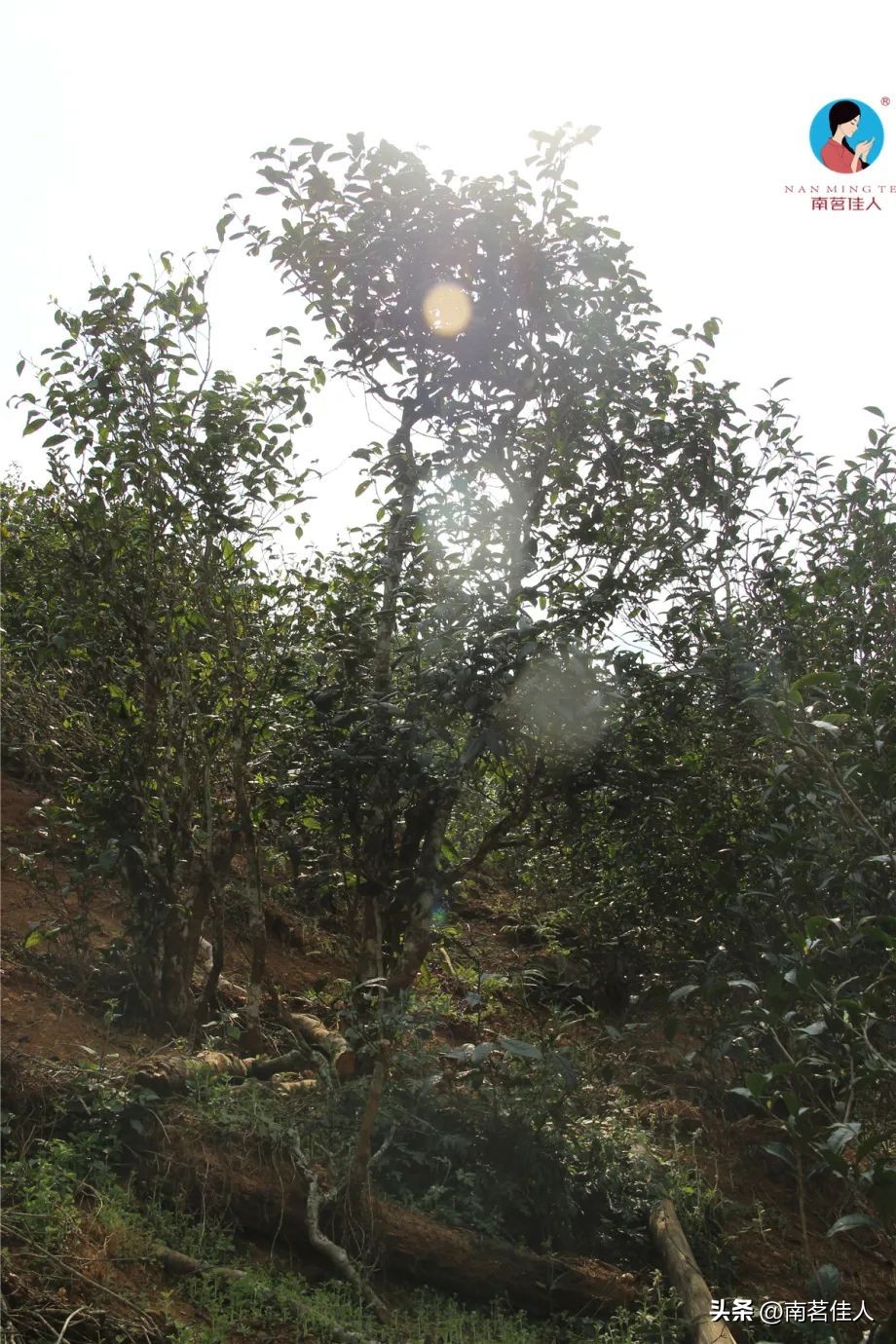 普洱茶一山一味什么意思啊,普洱一山一味是什么味