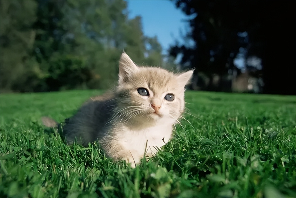 怎样把成年猫猫训得又乖又听话,为何别人家养的狗那么乖