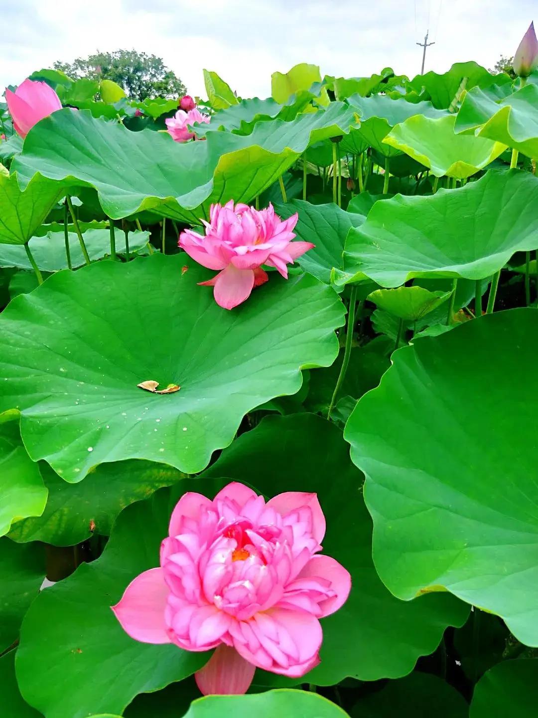 韶关翁源冷泉滩旅游攻略,去韶关丹霞山旅游攻略一日游