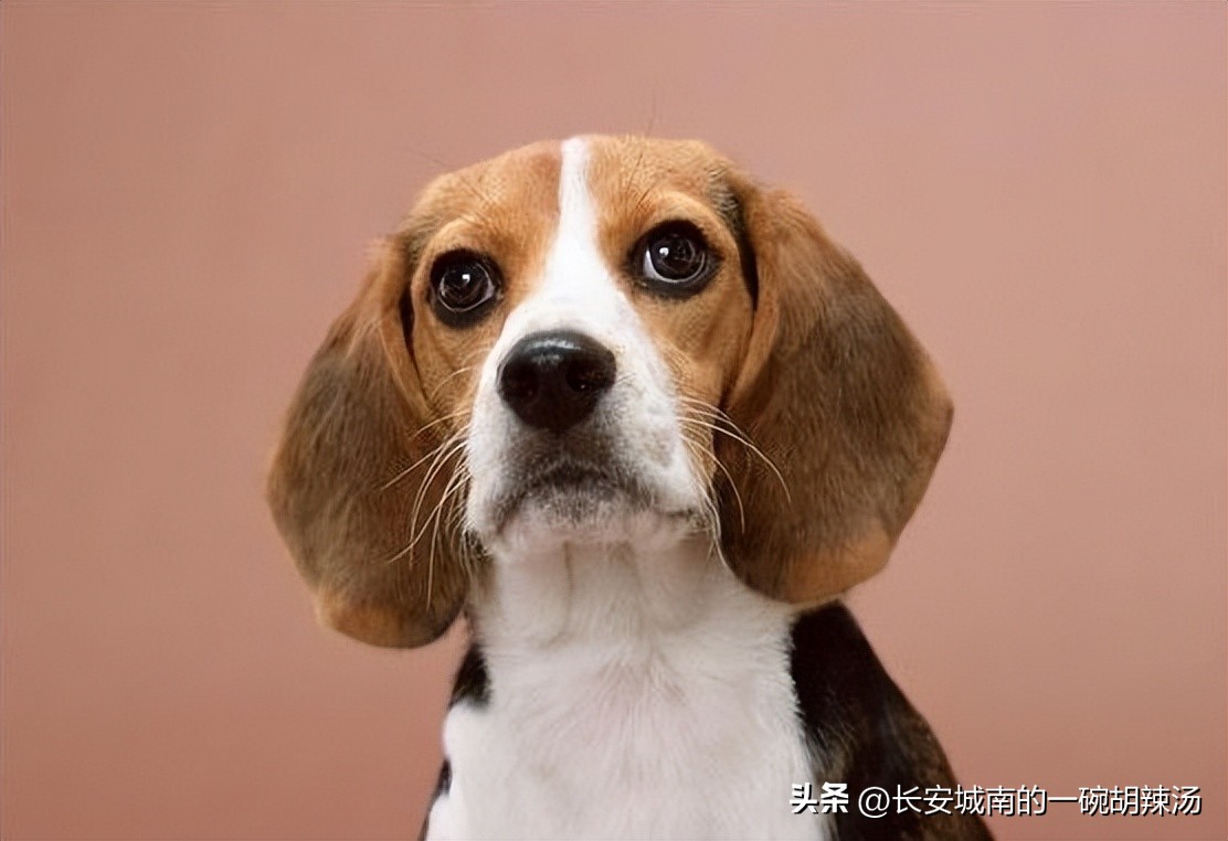世界名犬大赛全程视频,世界名犬狗狗品种大全