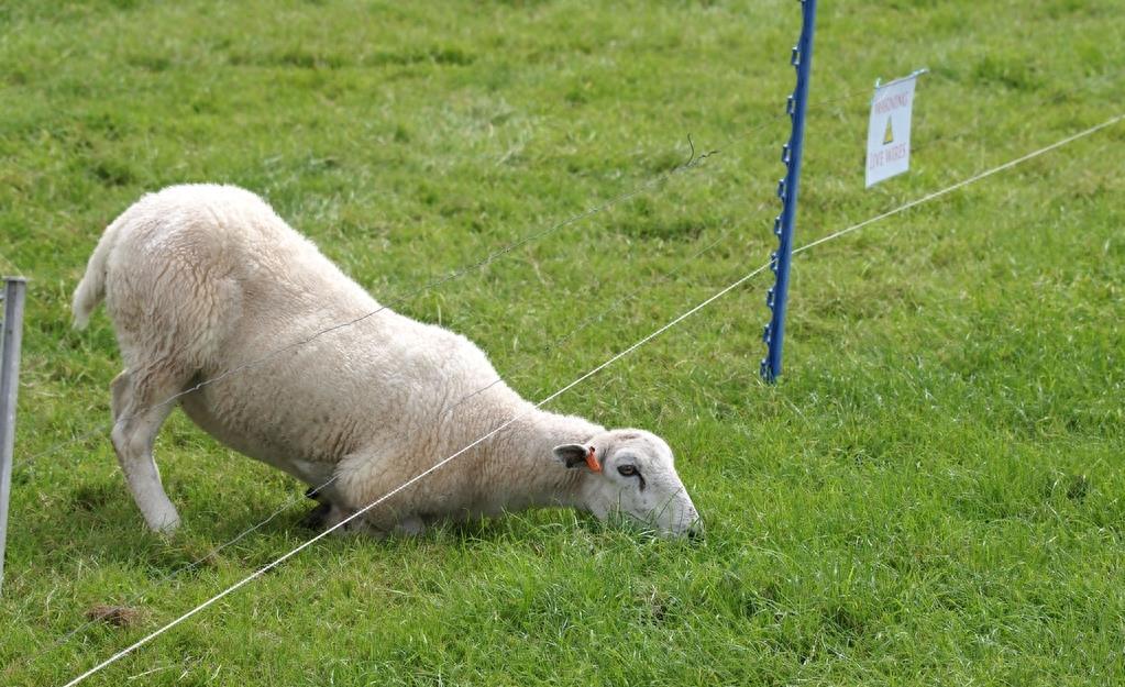 民间故事：屠户善心收了一只瘦羊，夜里却梦见一孕妇下跪求饶