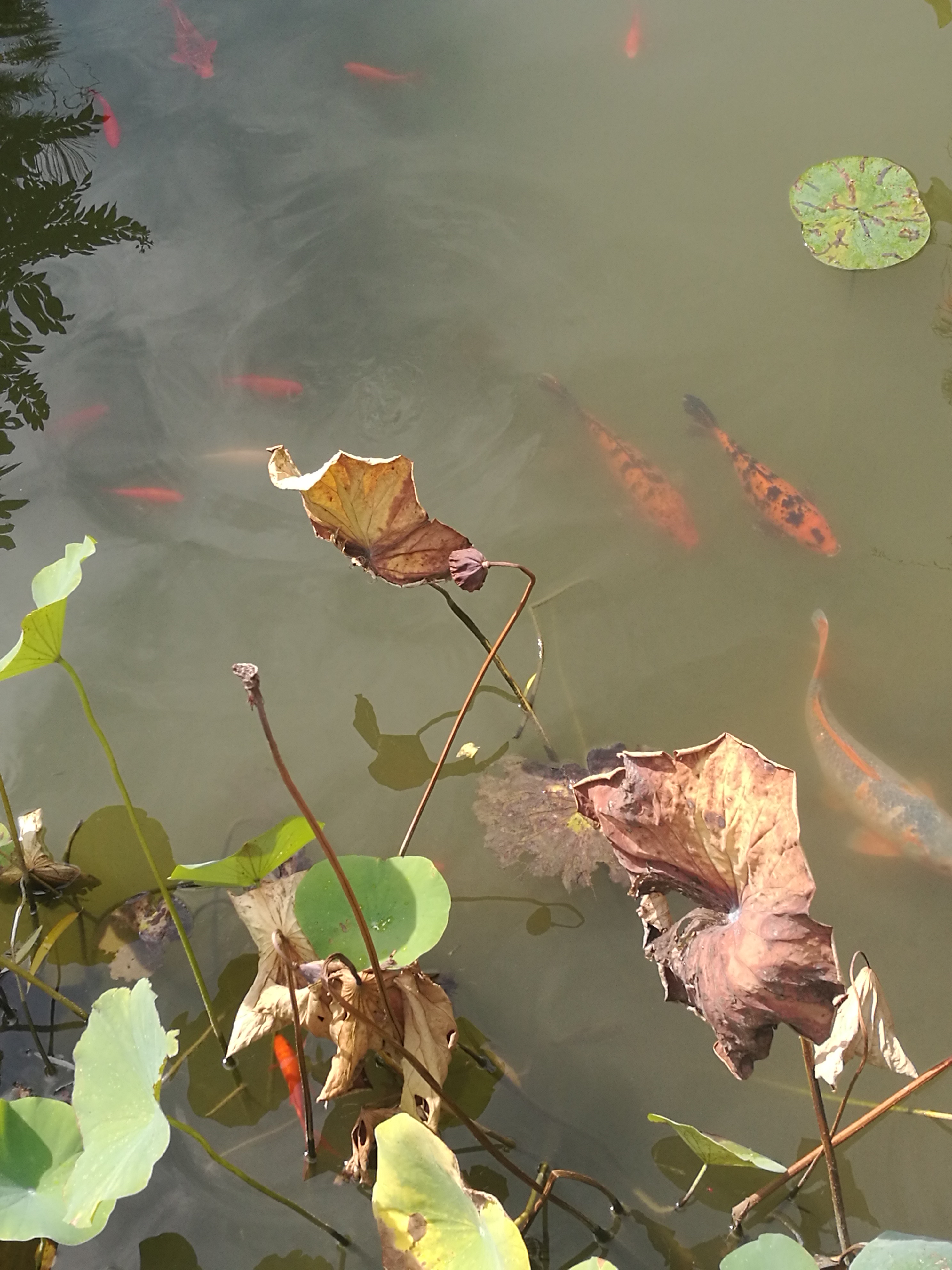 苏州东山农贸批发市场图,苏州东山轻轨