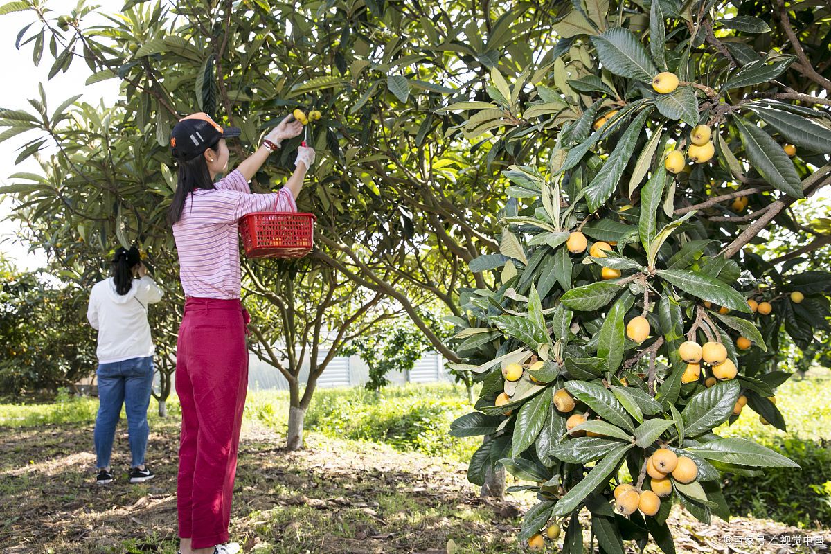 浙江的特产美食,浙江嘉兴特产有哪些可带走