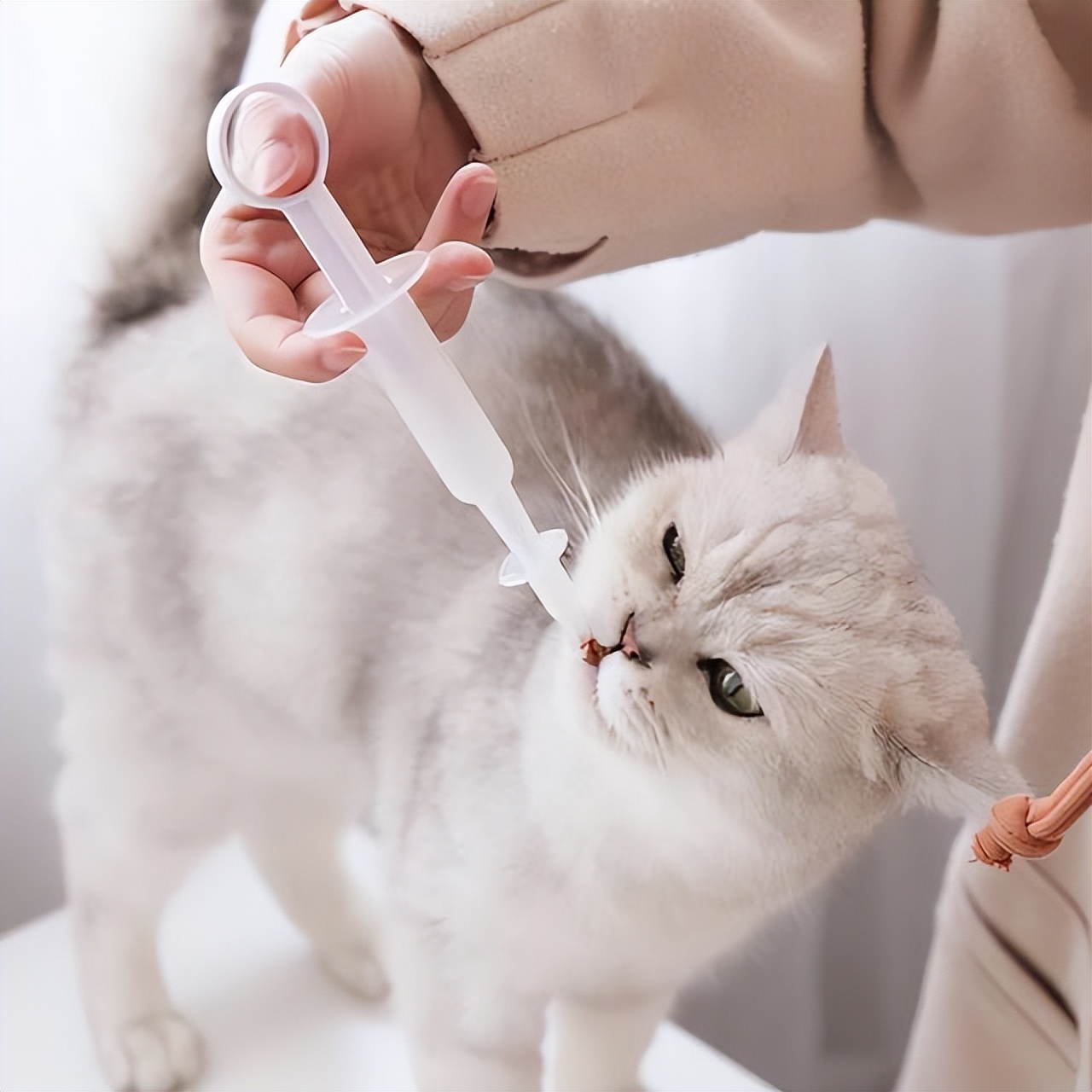 猫咪的养护常识与健康管理,猫咪的养护小常识