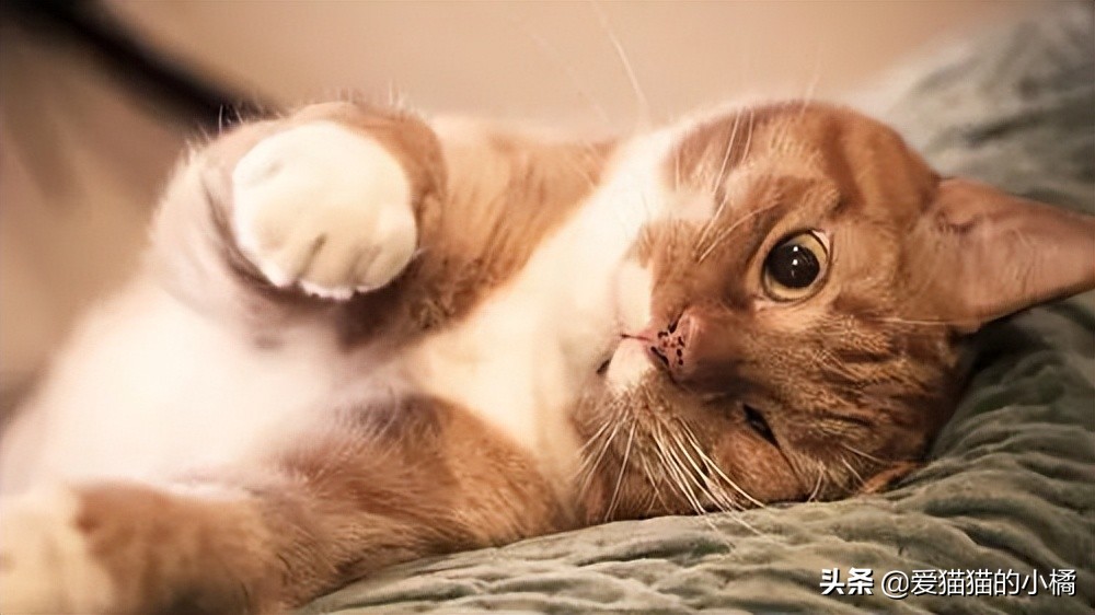 超实用干货铲屎官入门必备,新手铲屎官如何快速讨猫欢喜